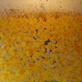 FIELD OF MARIGOLDS